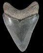 Serrated Juvenile Megalodon Tooth - South Carolina #40632-1